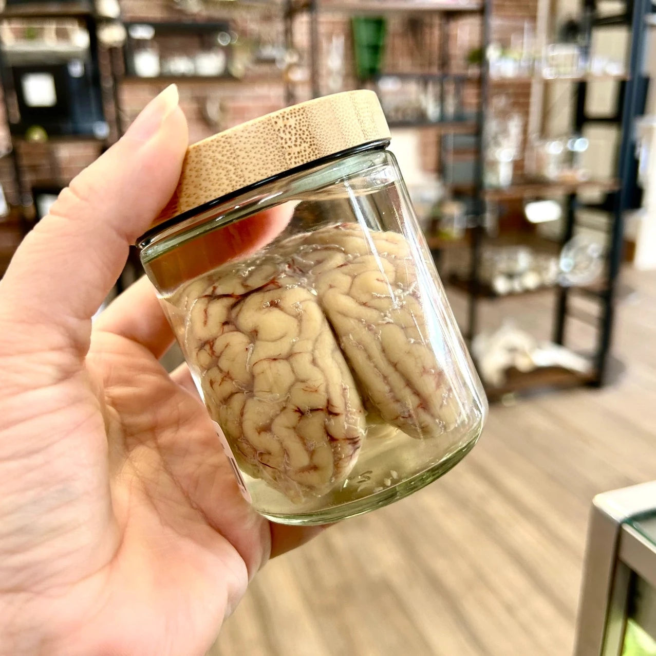 Hand holding a glass jar with a cork lid containing a brain model, blurred indoor background