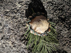 Artisan Made Ceremonial Sounds Deer Medicine Shaker