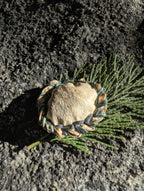 Artisan Made Ceremonial Sounds Deer Medicine Shaker