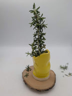Unravel Arts Himachi Hand Pitcher