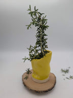 Unravel Arts Himachi Hand Pitcher