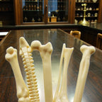 💀 Bone Ballpoint Pen – Anatomical Skeleton Pen | Oddities, Medical Specimen, Curiosity Desk Accessory