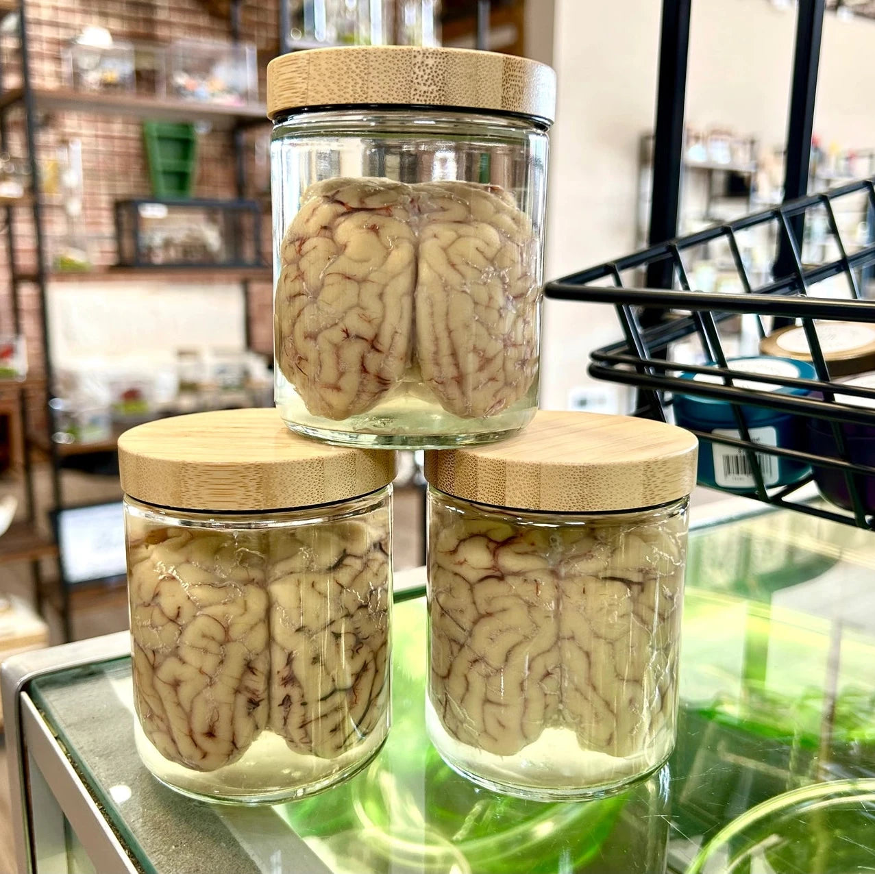 Three glass jars with wooden lids containing brain models on a reflective surface.