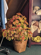 Scarf, Textile Assortment