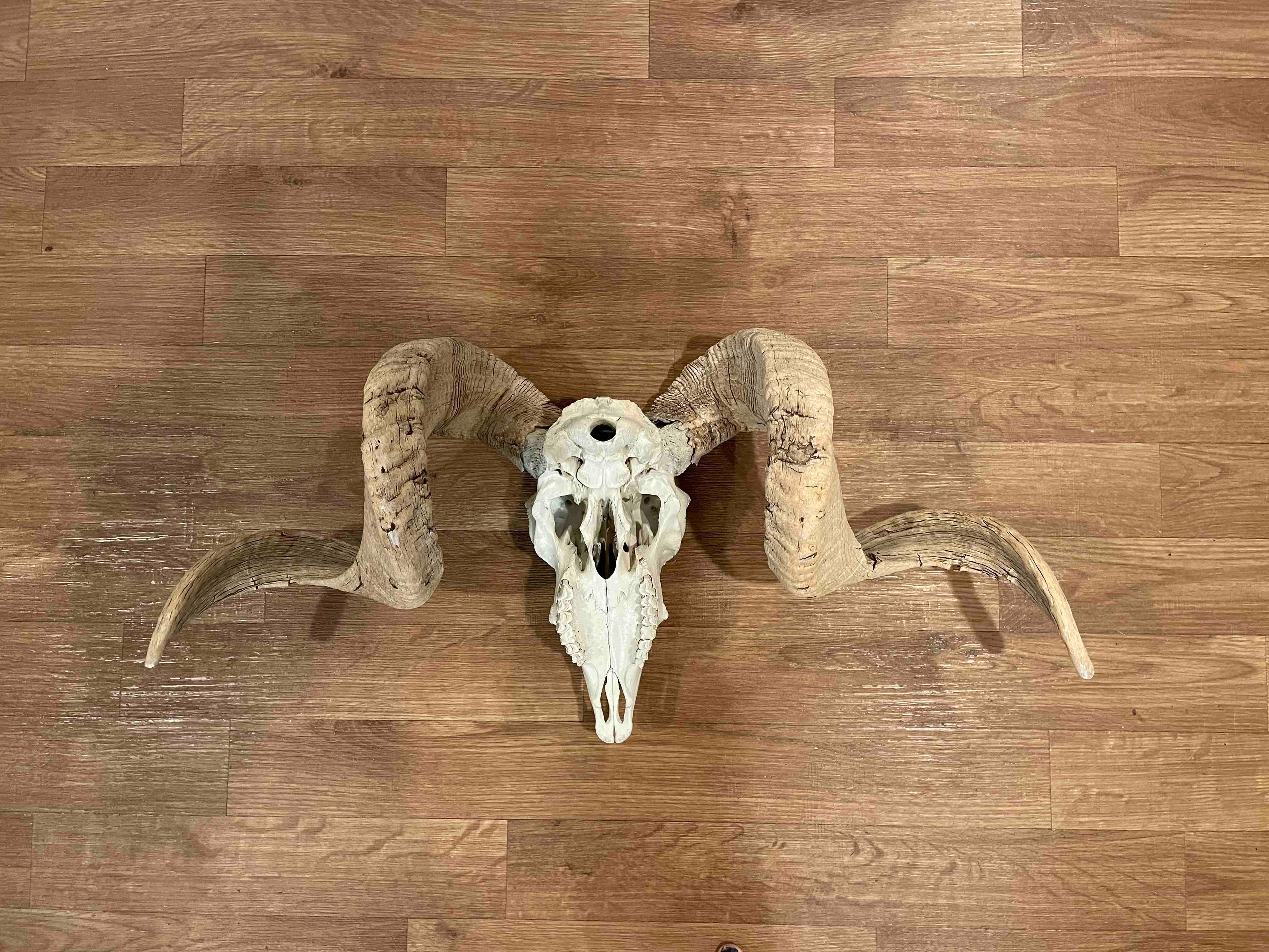 Bighorn Sheep