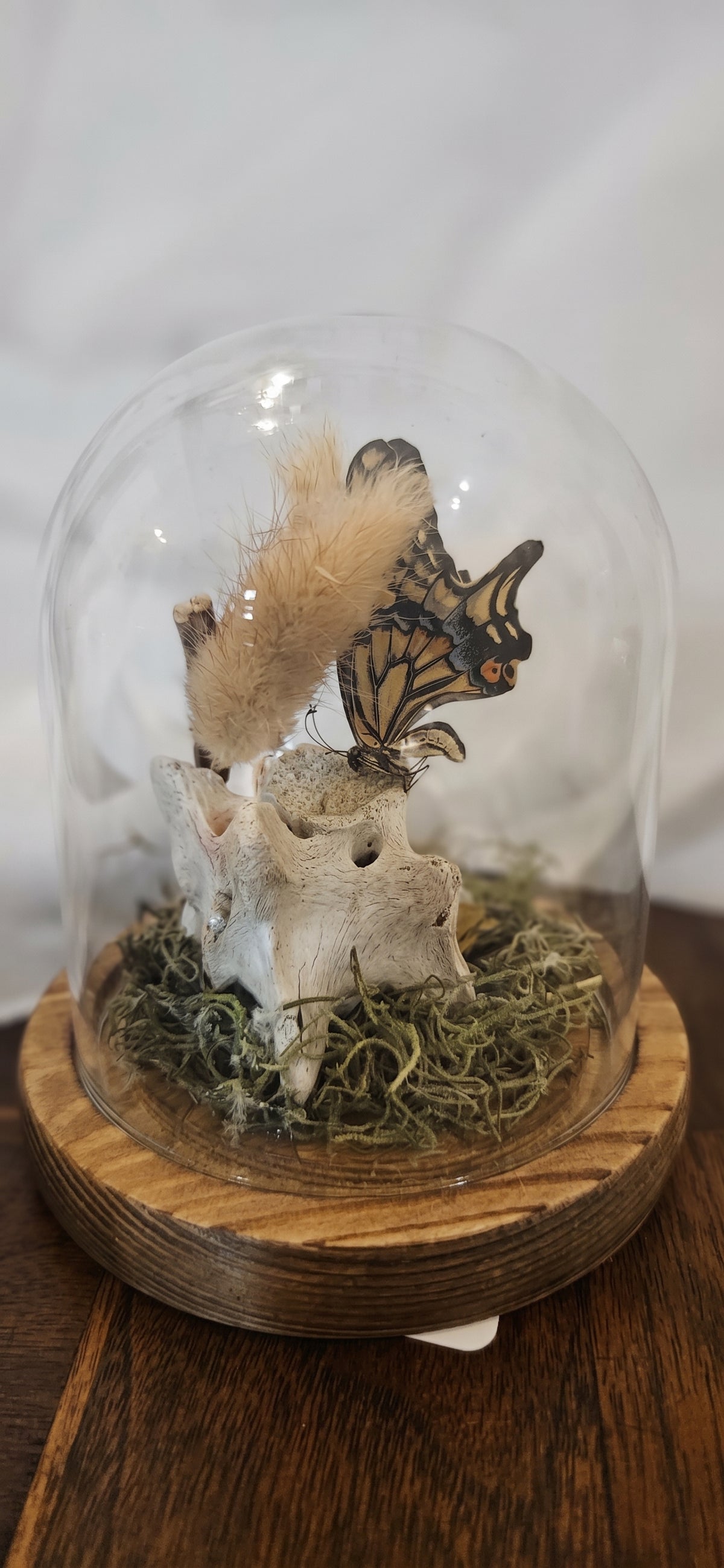 Preserved Butterfly & Vertebra Bone Cloche | Oddities Bell Jar Art