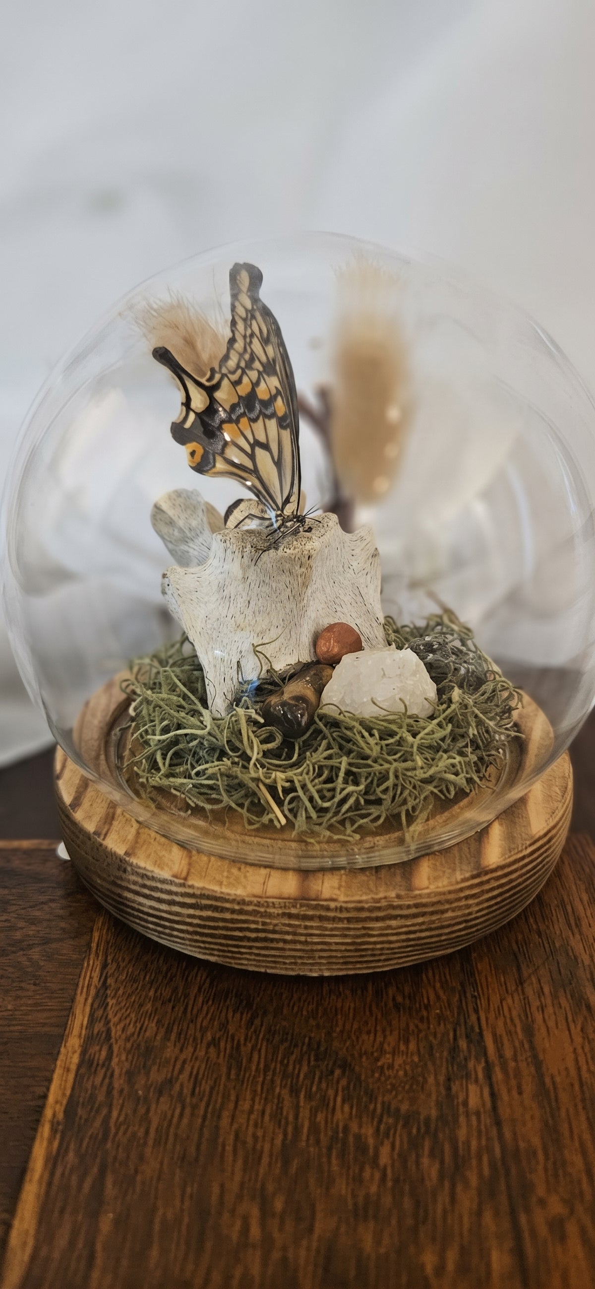 Preserved Butterfly & Vertebra Bone Cloche | Oddities Bell Jar Art