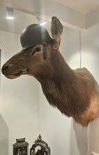 Large vintage taxidermy elk shoulder mount wearing a military combat helmet and holding a cigar in its mouth mounted on a wall.