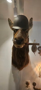 Quirky Taxidermy Elk Cow Shoulder Mount | Military Helmet & Cigar Oddity
