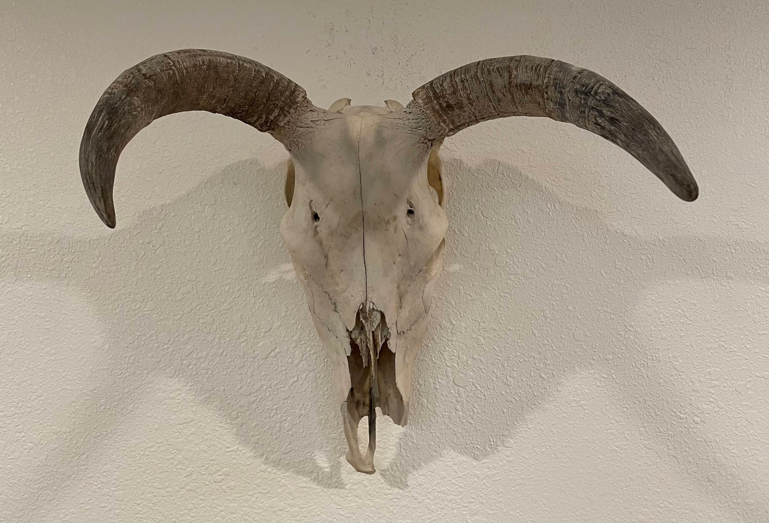 Goat Skull with horns