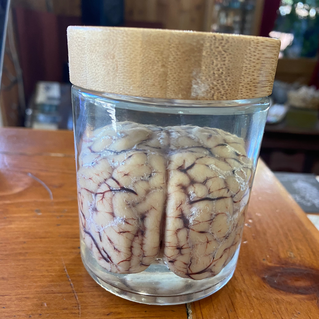 Preserved brain in a glass jar with a wooden lid on a wooden surface