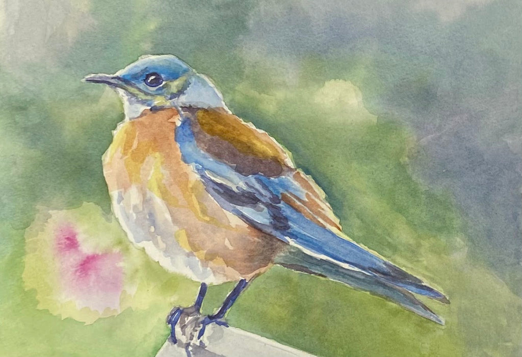Greeting Card, Western Bluebird