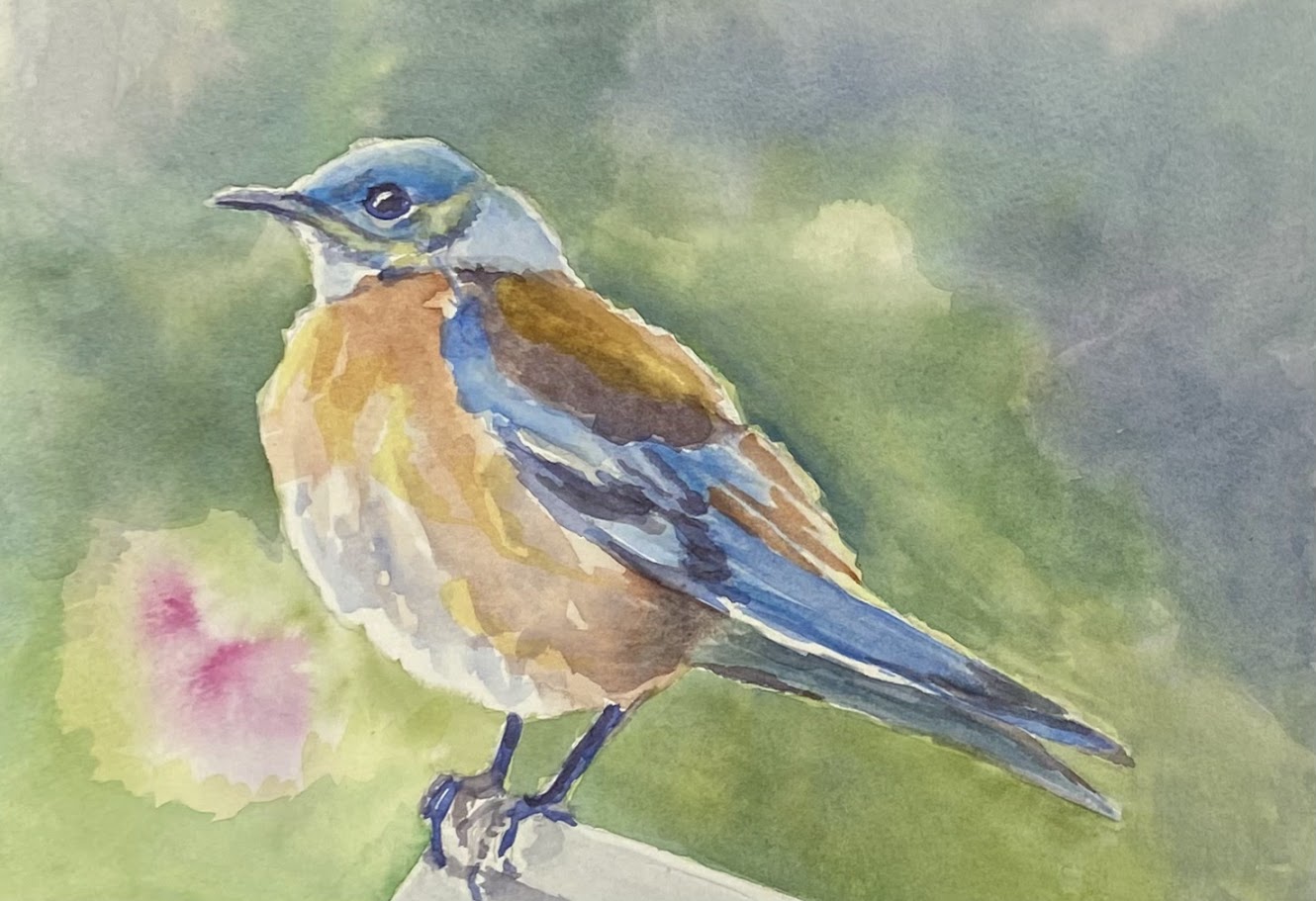 Greeting Card, Western Bluebird