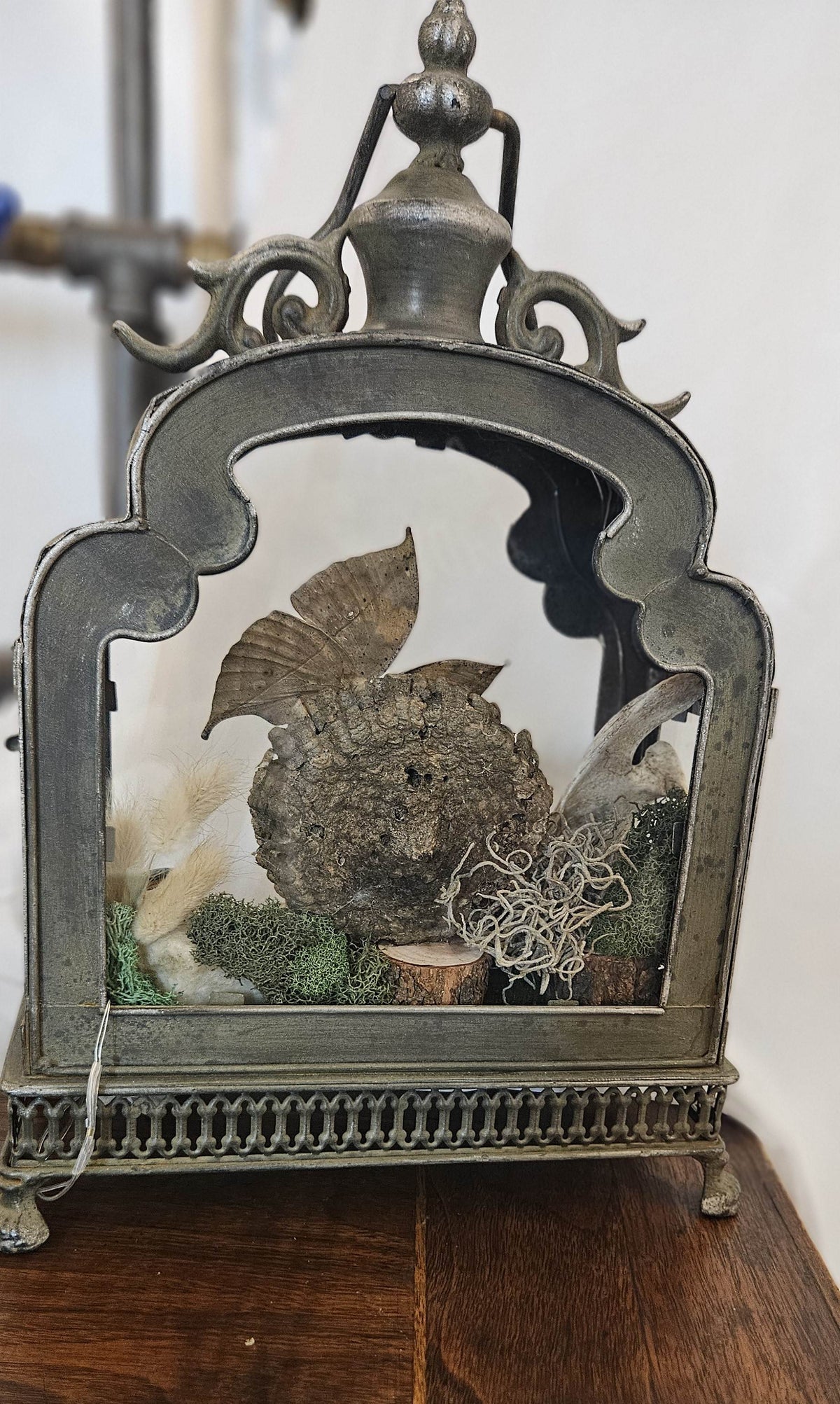 Butterfly & Jawbone Oddities Metal Lantern | Vintage Wasp Comb Curio lights up.
