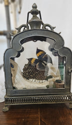 Handcrafted curiosity display inside a vintage metal arch-top lantern featuring a mounted butterfly on a wasp nest, an animal jawbone, a beetle specimen, and dried florals.