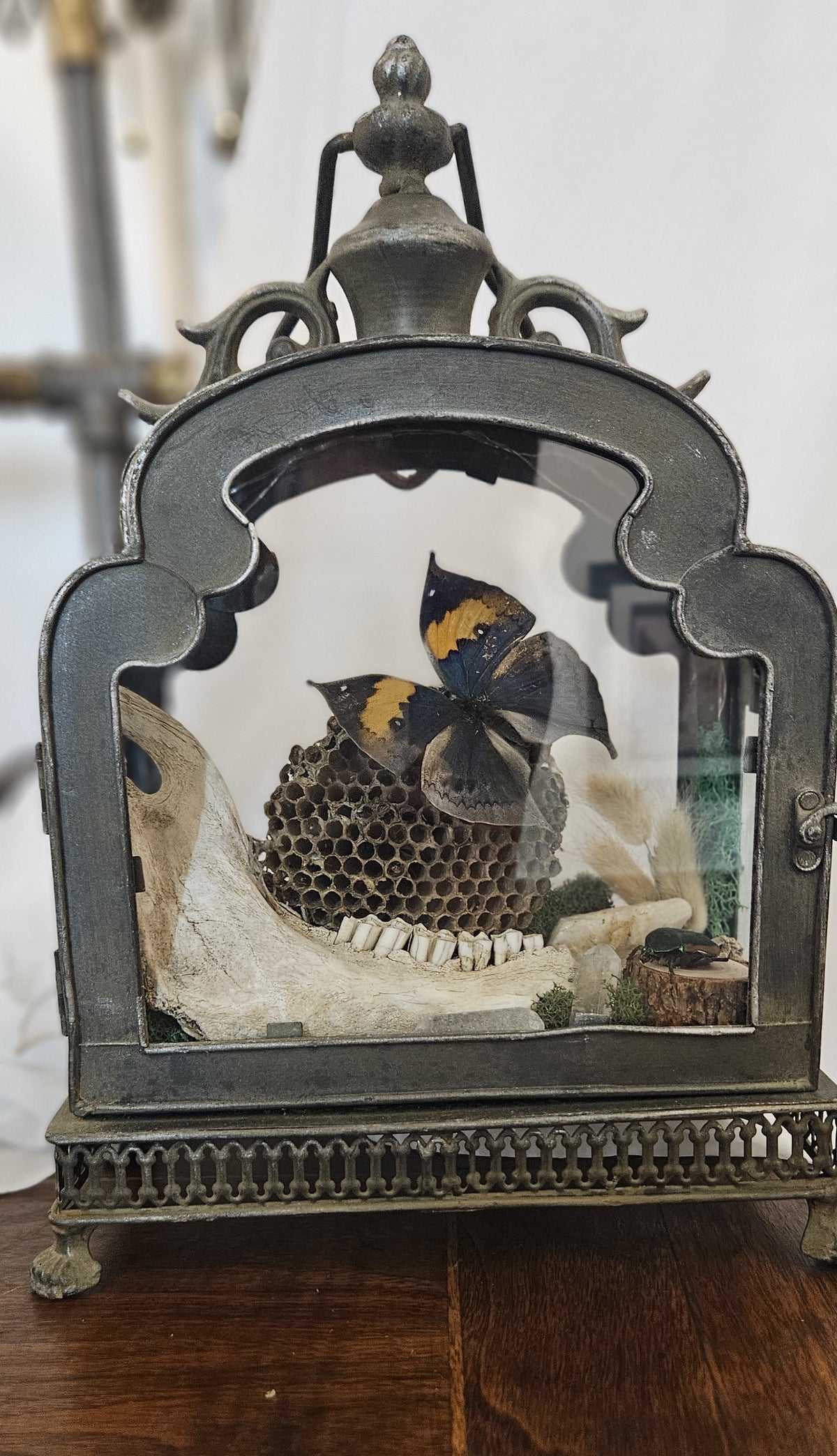 Handcrafted curiosity display inside a vintage metal arch-top lantern featuring a mounted butterfly on a wasp nest, an animal jawbone, a beetle specimen, and dried florals.