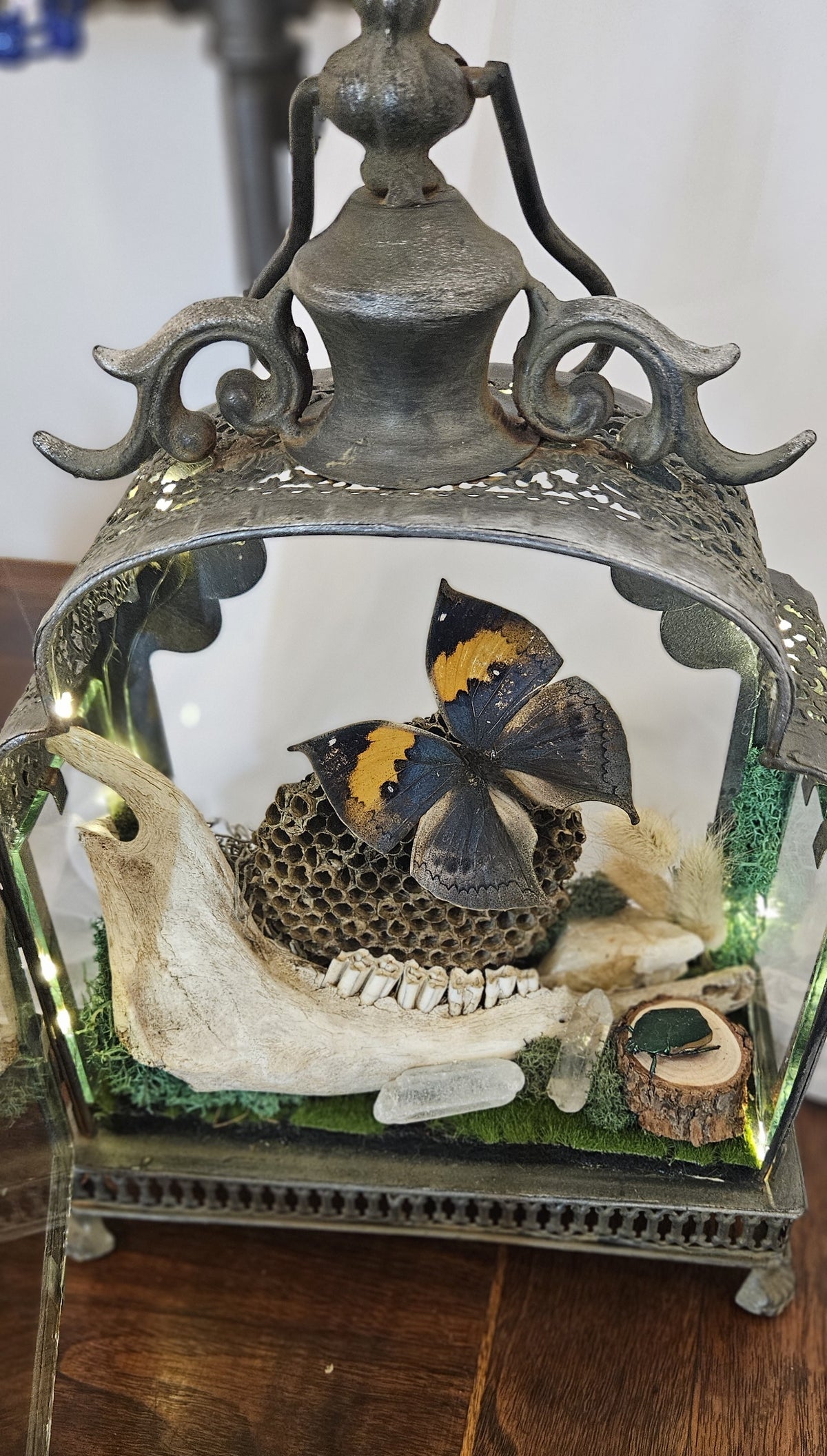 Butterfly & Jawbone Oddities Metal Lantern | Vintage Wasp Comb Curio lights up.