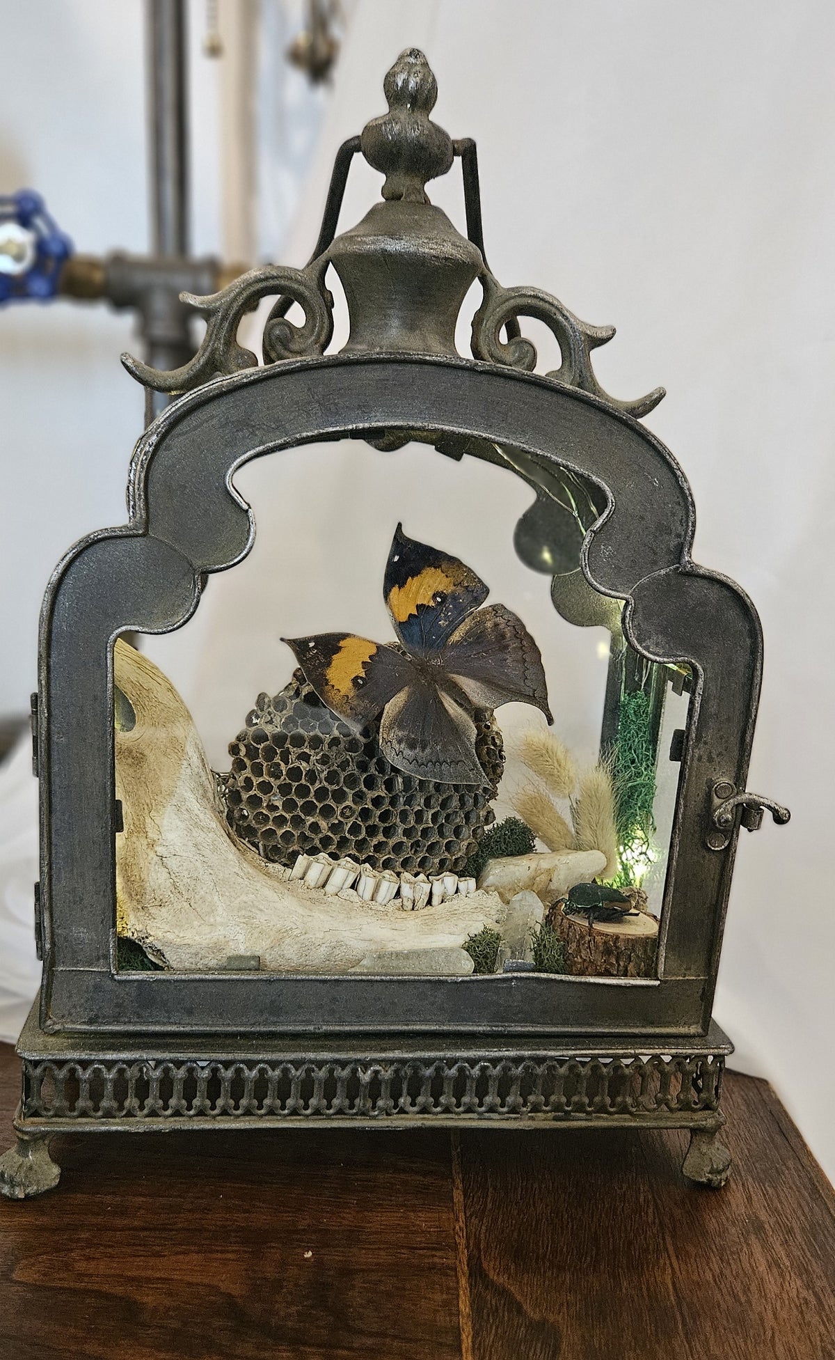Butterfly & Jawbone Oddities Metal Lantern | Vintage Wasp Comb Curio lights up.