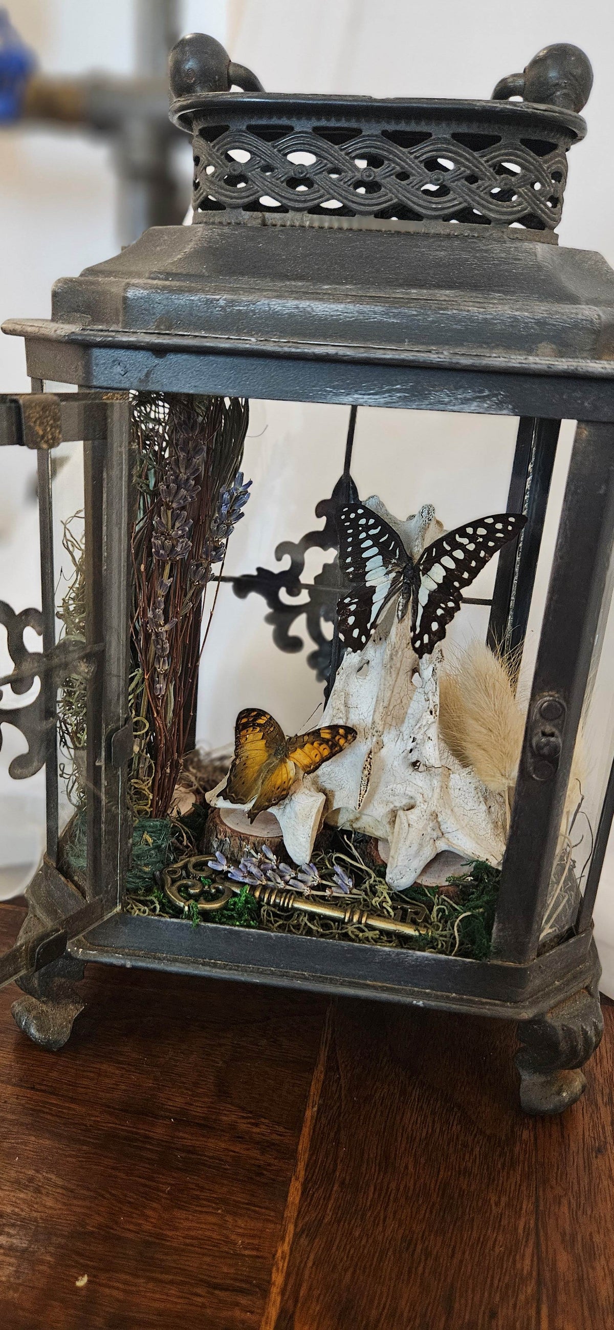 Handcrafted curiosity display inside a dark vintage metal lantern featuring two mounted butterflies perched on an animal vertebrae bone, dried lavender, and an antique skeleton key.
