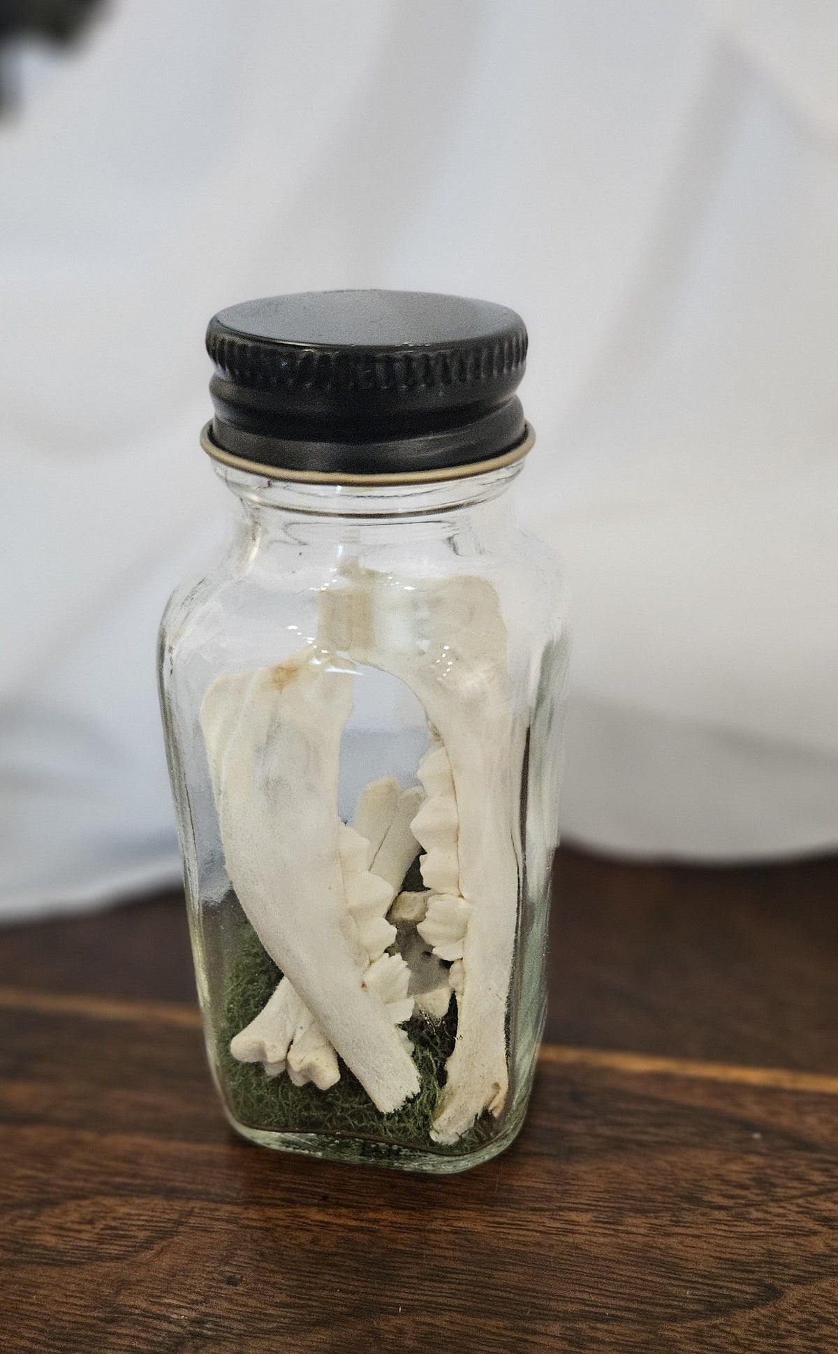 Preserved animal mandible jawbones with teeth displayed upright on green moss inside a vintage-style clear glass apothecary jar with a black screw cap.