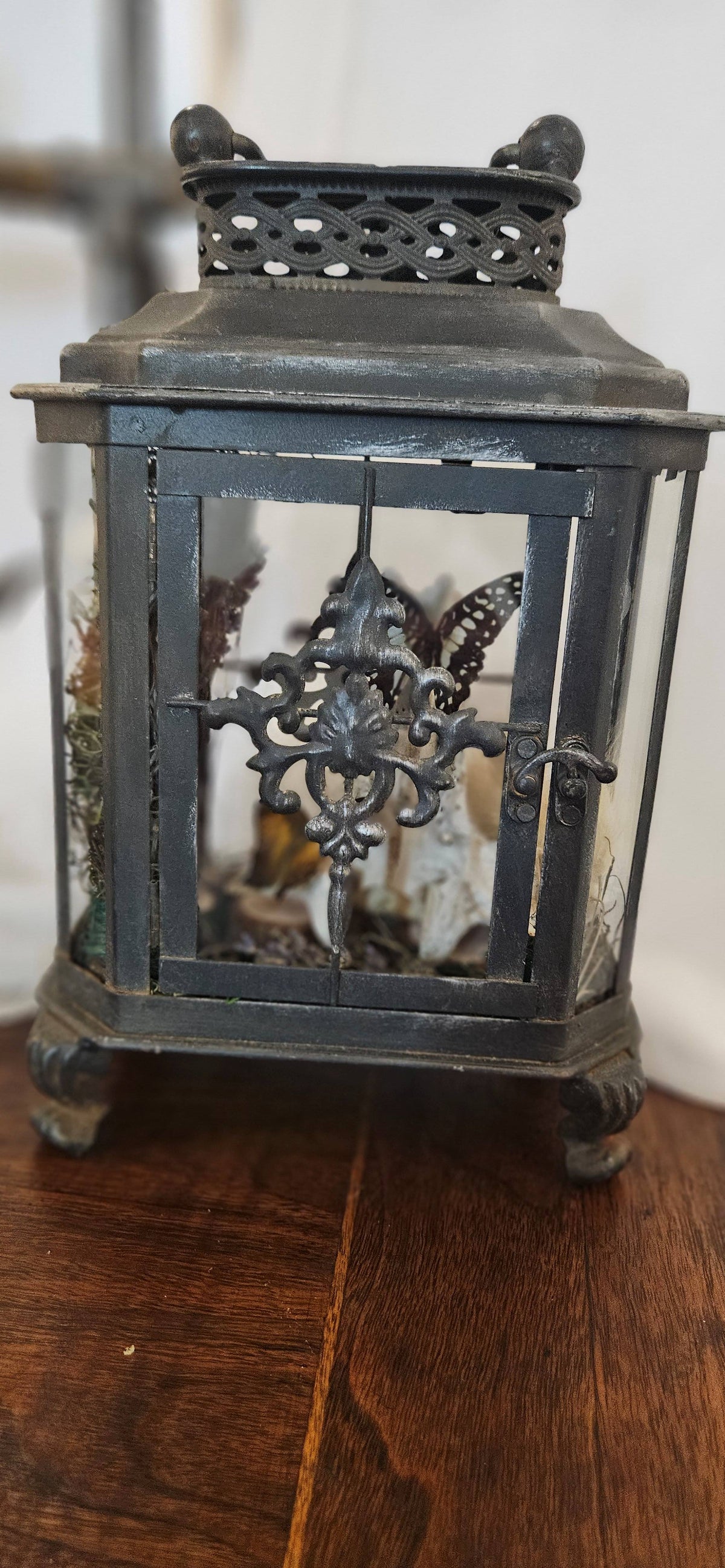Preserved Butterfly & Bone Oddities Lantern | Gothic Curiosities Decor