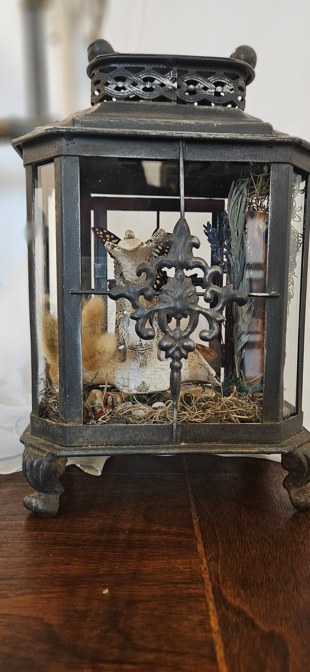 Preserved Butterfly & Bone Oddities Lantern | Gothic Curiosities Decor